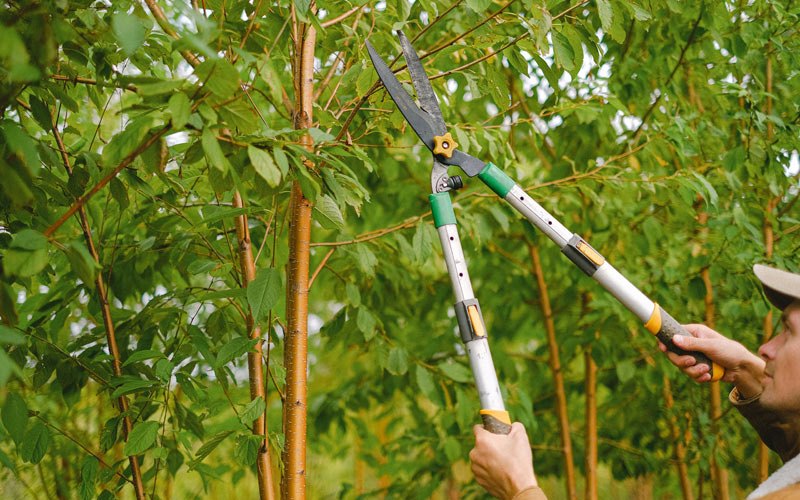 Tree trimming in Deer Park, WA